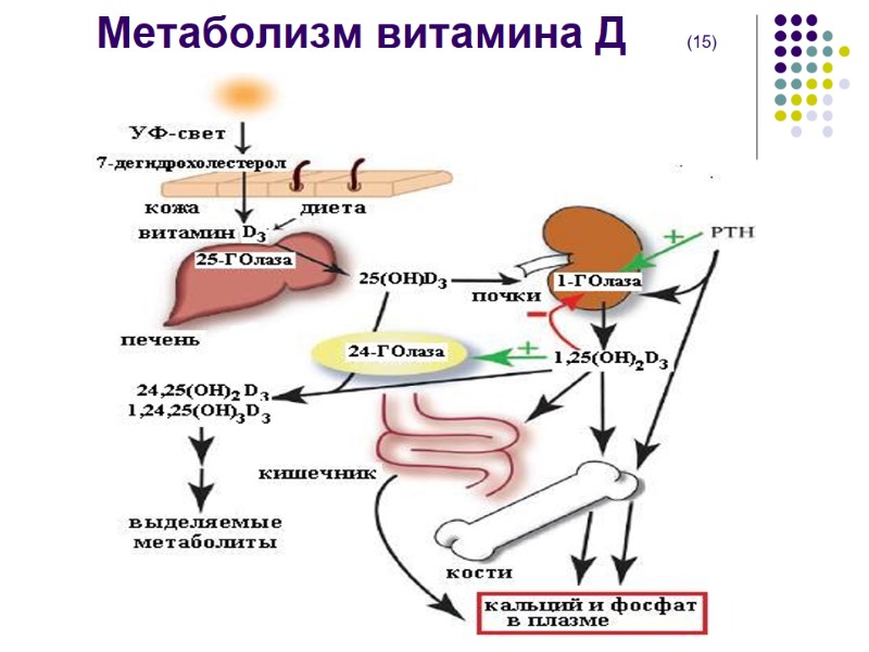 Метаболизм витамина Д     (15)
